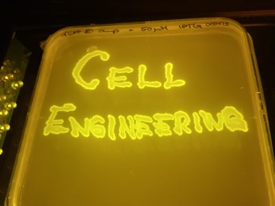 SWOPT open the lab for the Girl’s Day 2025 edition